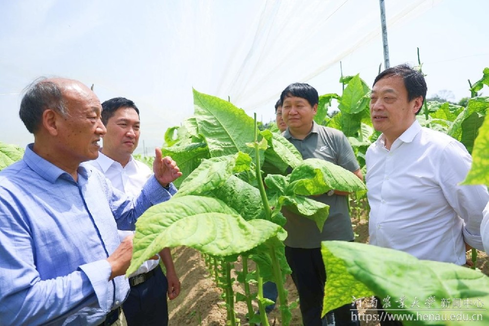 河南农业大学周卫院士到海南南繁基地、乐东雪茄烟叶基地调研